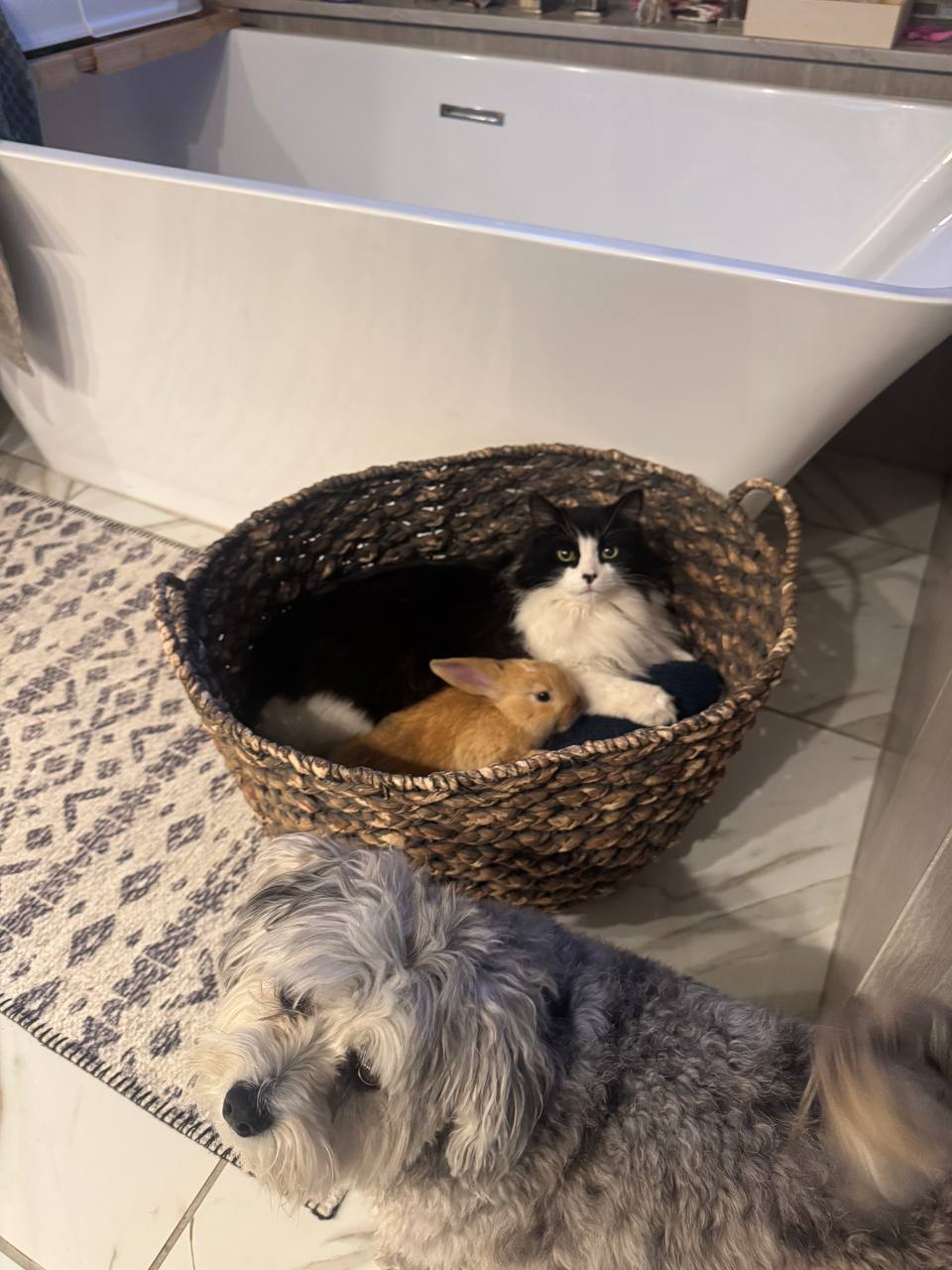 The sanctuary cat, a bunny, and the family dog together