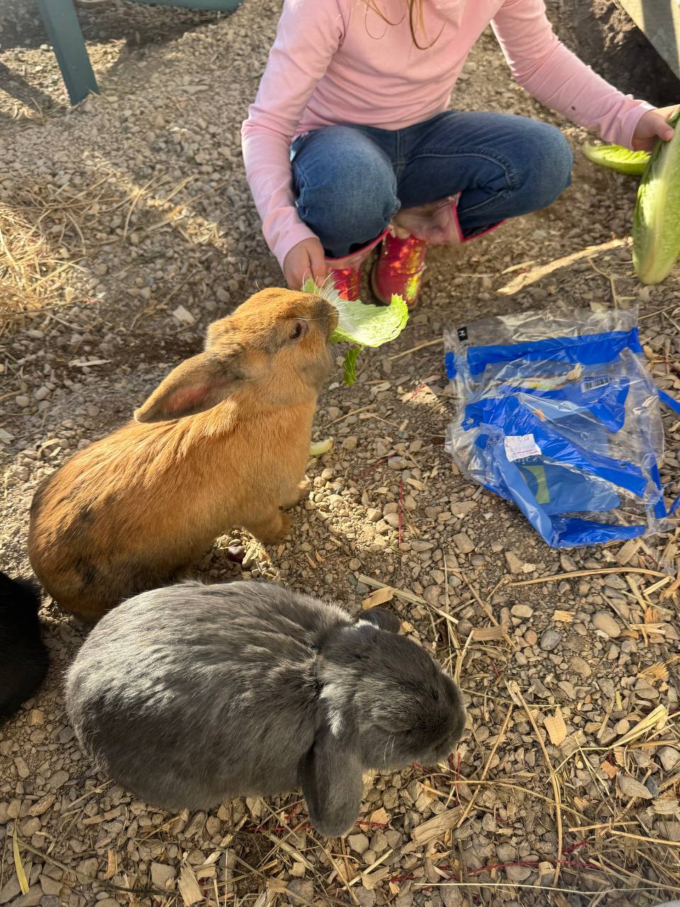 A child hand-feeding fresh lettuce to two lop-eared rabbits