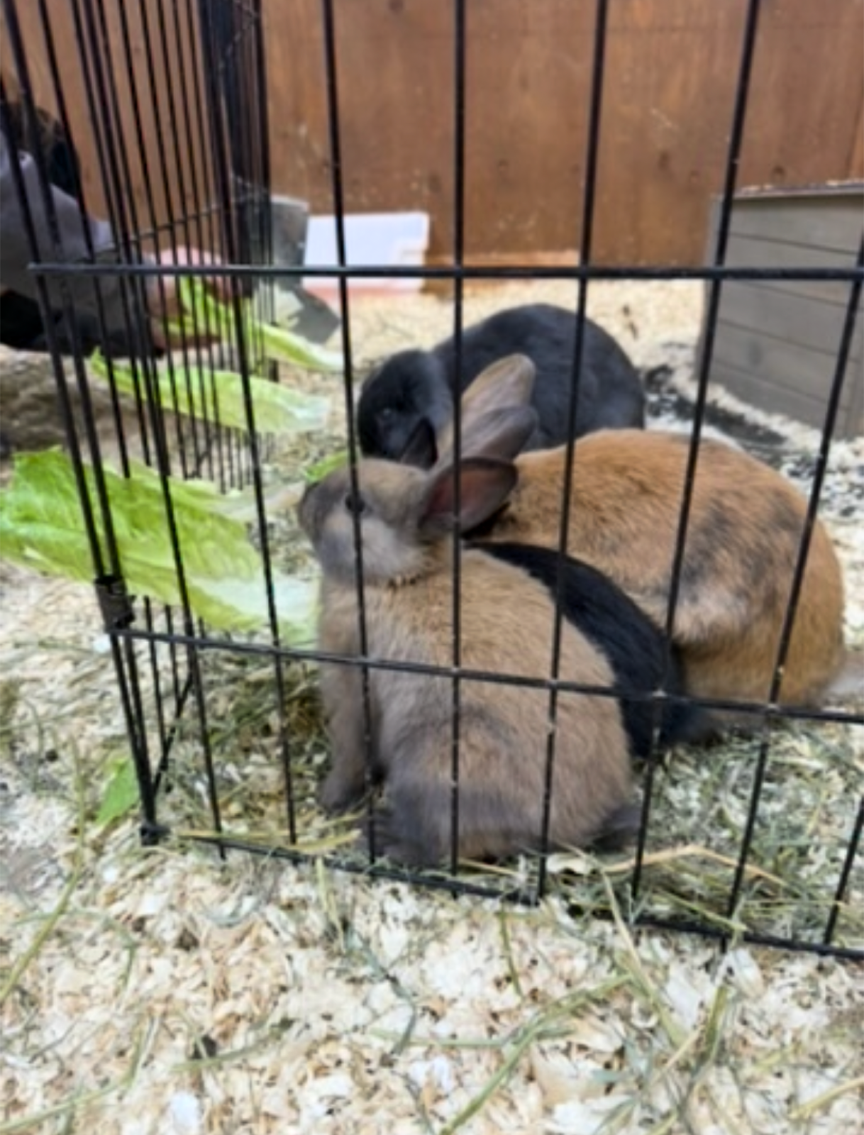 A litter of baby bunnies rescued from under the barn