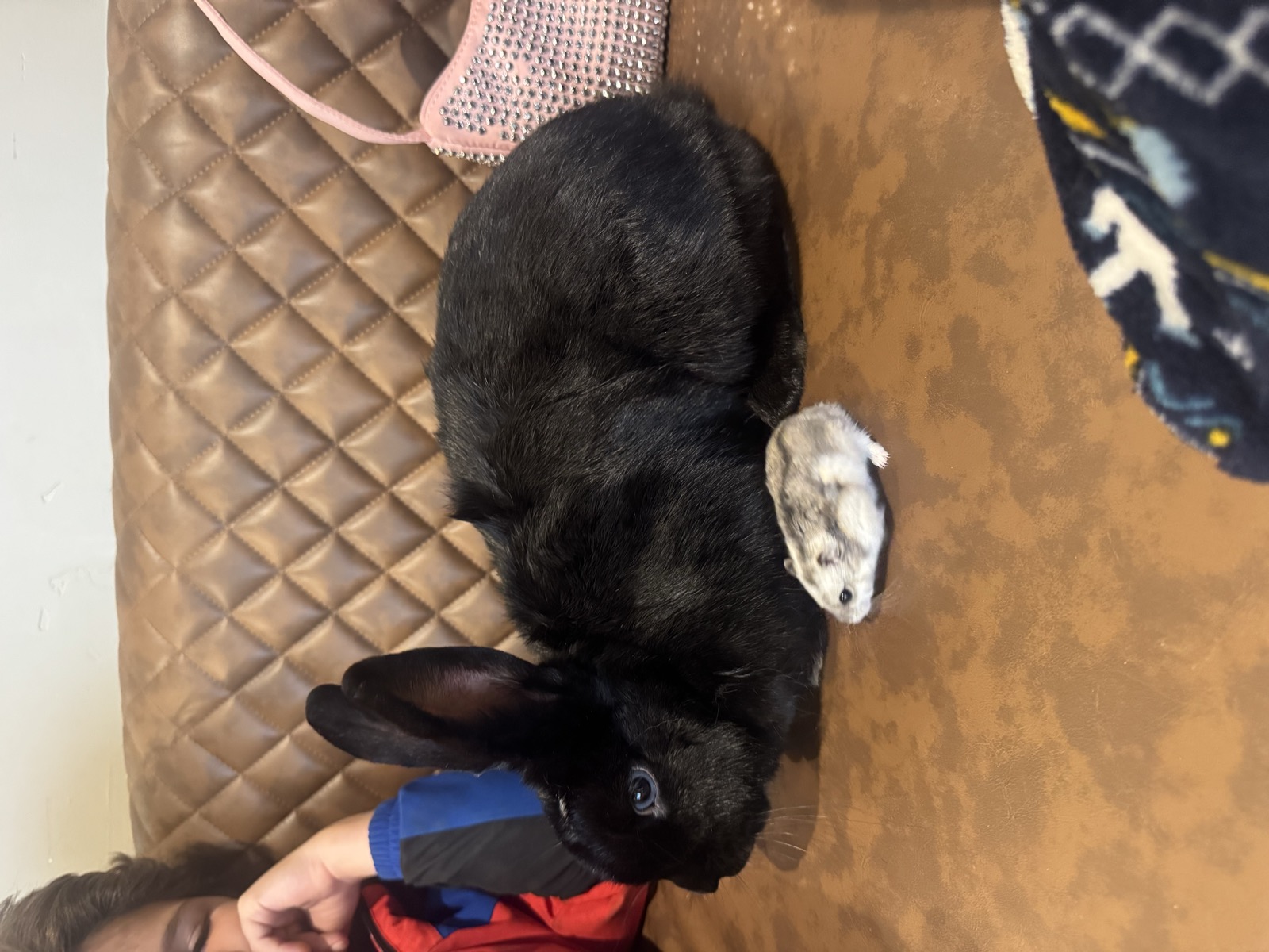 Budgie Goo the bunny beside Robo the hamster