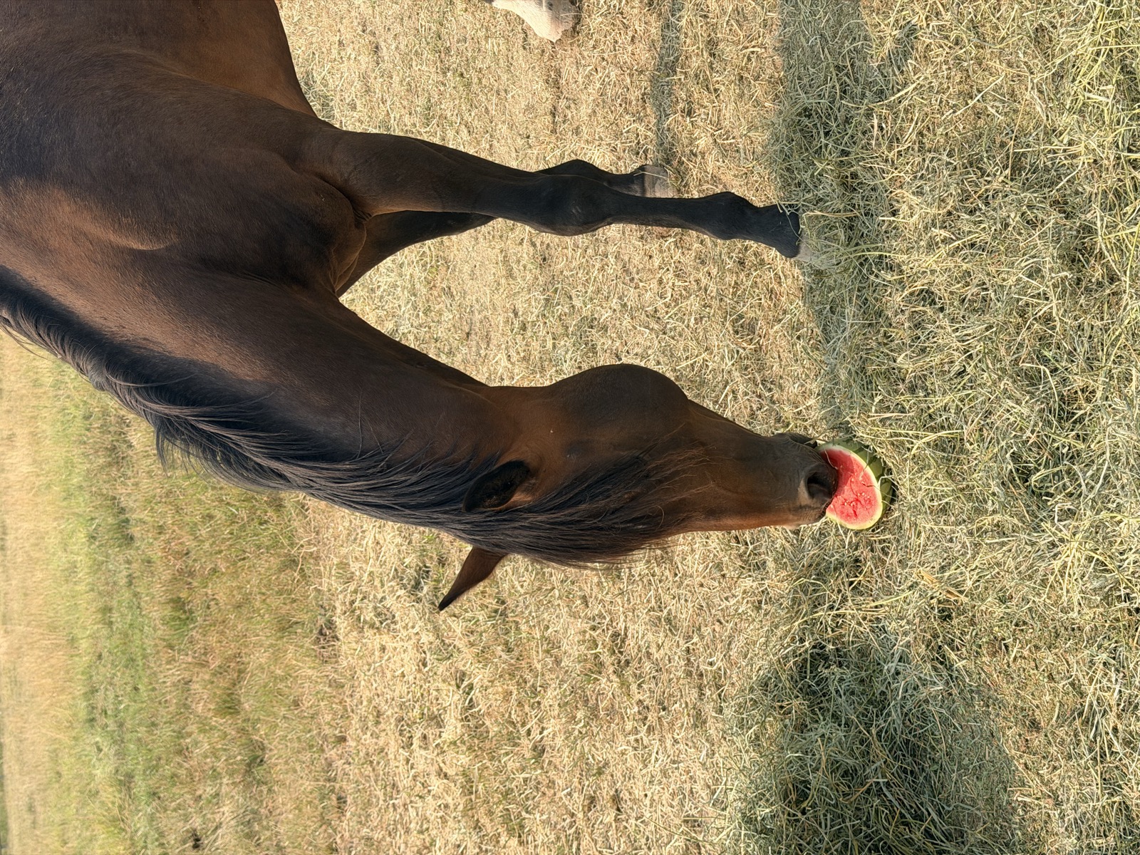 Joy the mare out in the pasture
