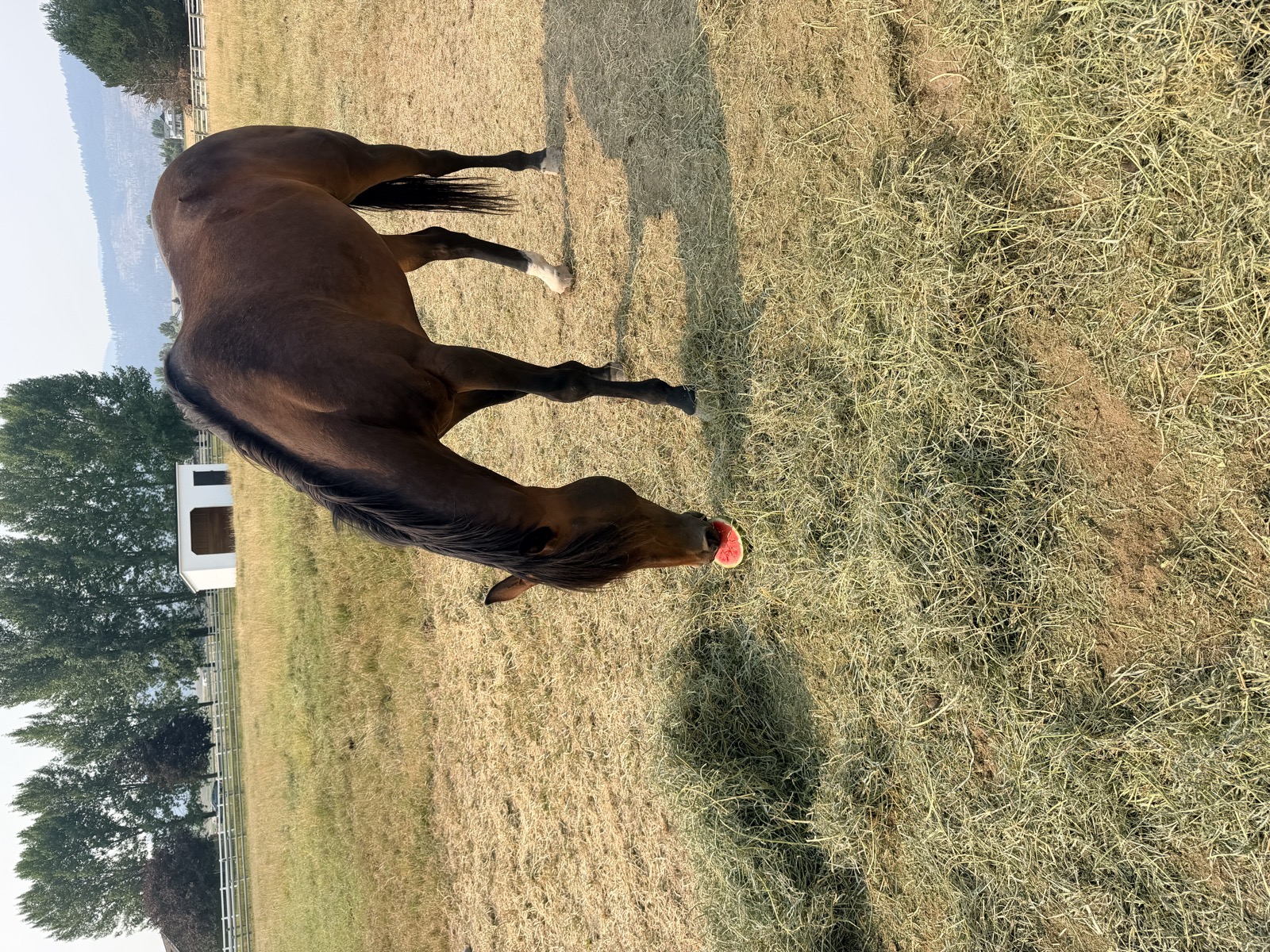 Joy the horse enjoying a slice of watermelon