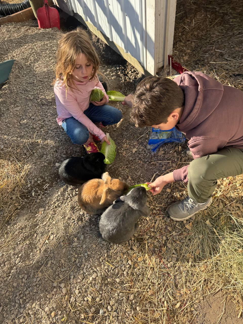 Two children feeding the sanctuary's rabbits together