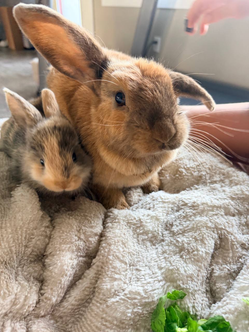 A gentle lop-eared rabbit nuzzling a baby bunny