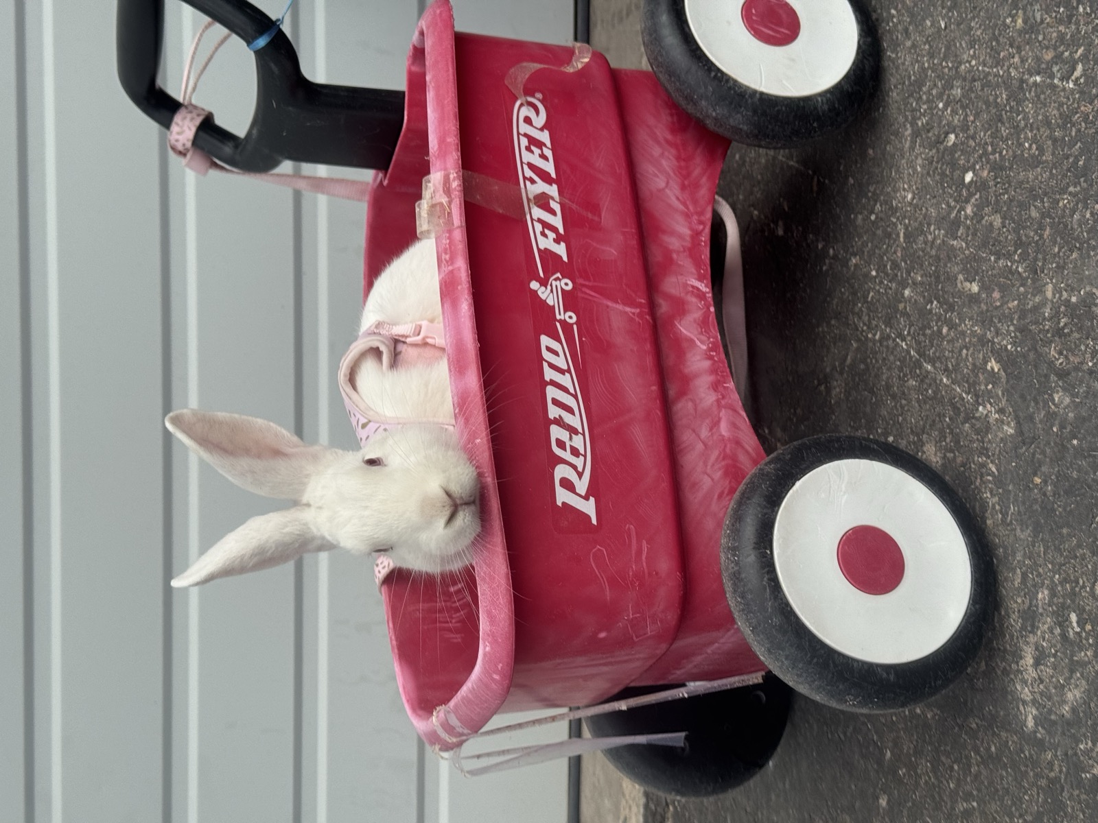 Angel, a white bunny who was trapped at a gas station and later adopted