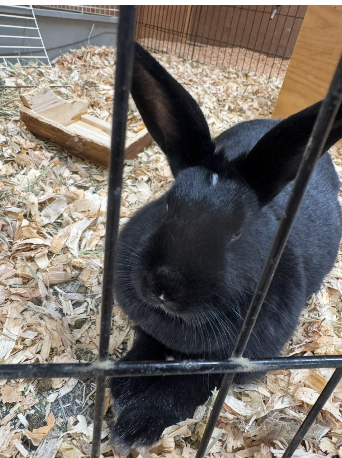 Budgie Goo, the sanctuary's first rescued bunny