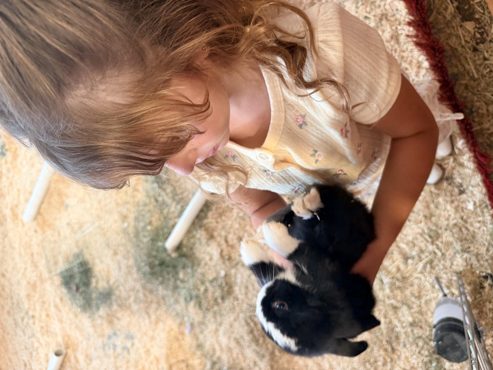 Panda, a black-and-white rescued bunny