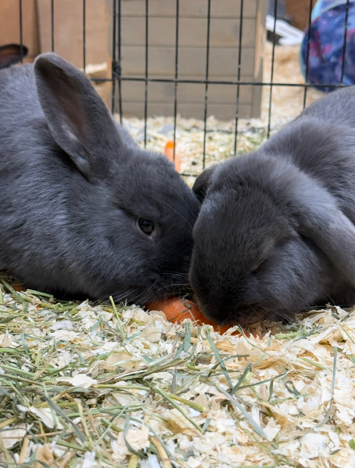 Pippin, a blind rescued bunny, alongside Runty