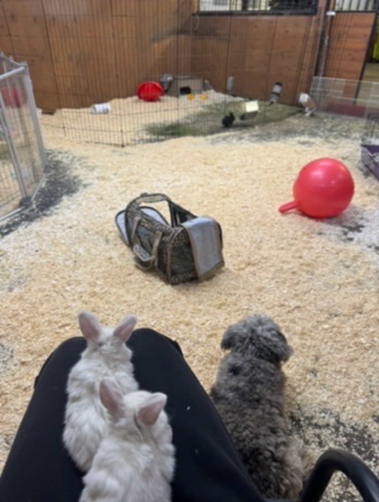 Rippy, the sanctuary's guard dog, keeping watch over the bunnies