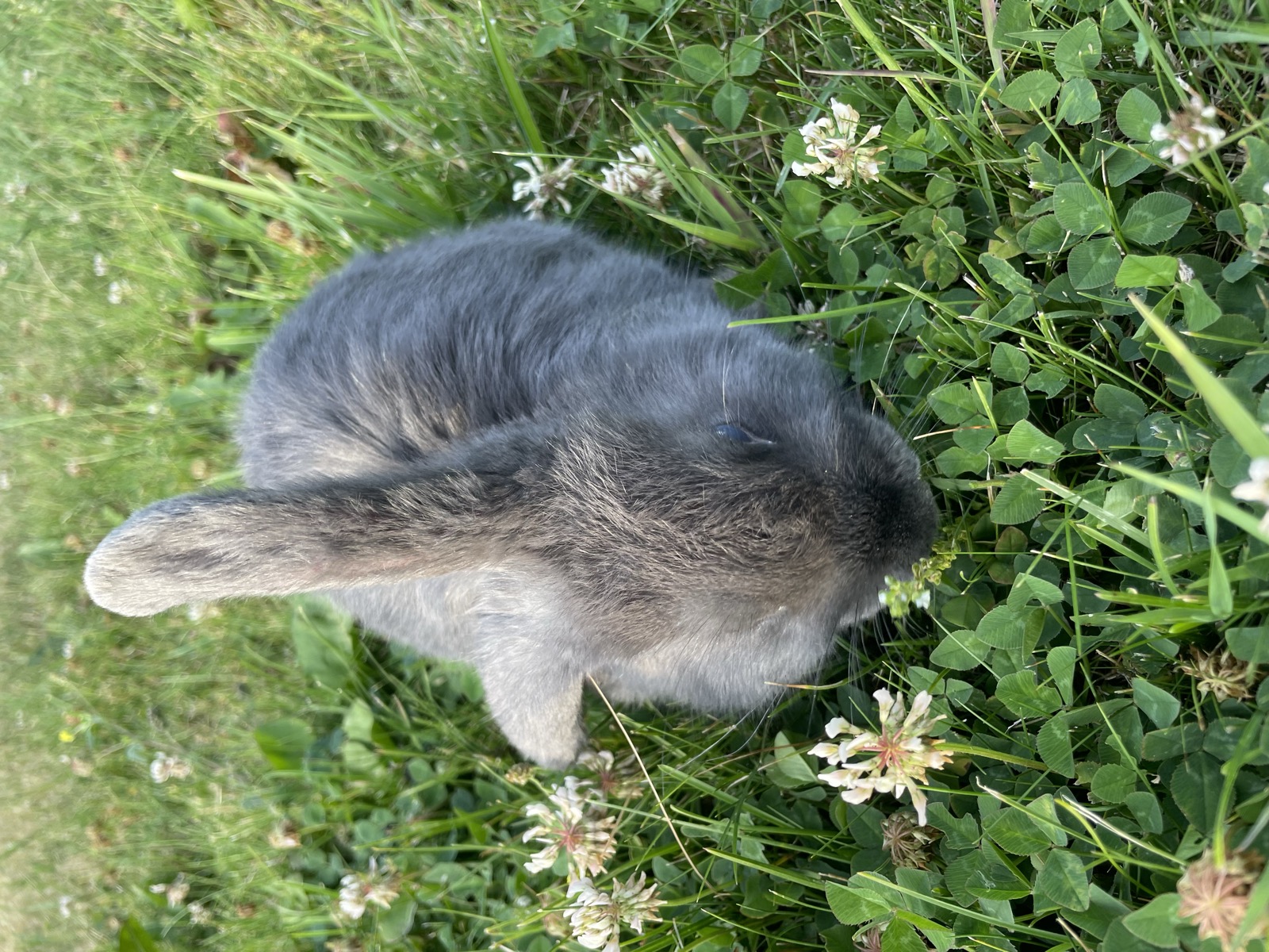 Runty, one of the sanctuary's original bunnies