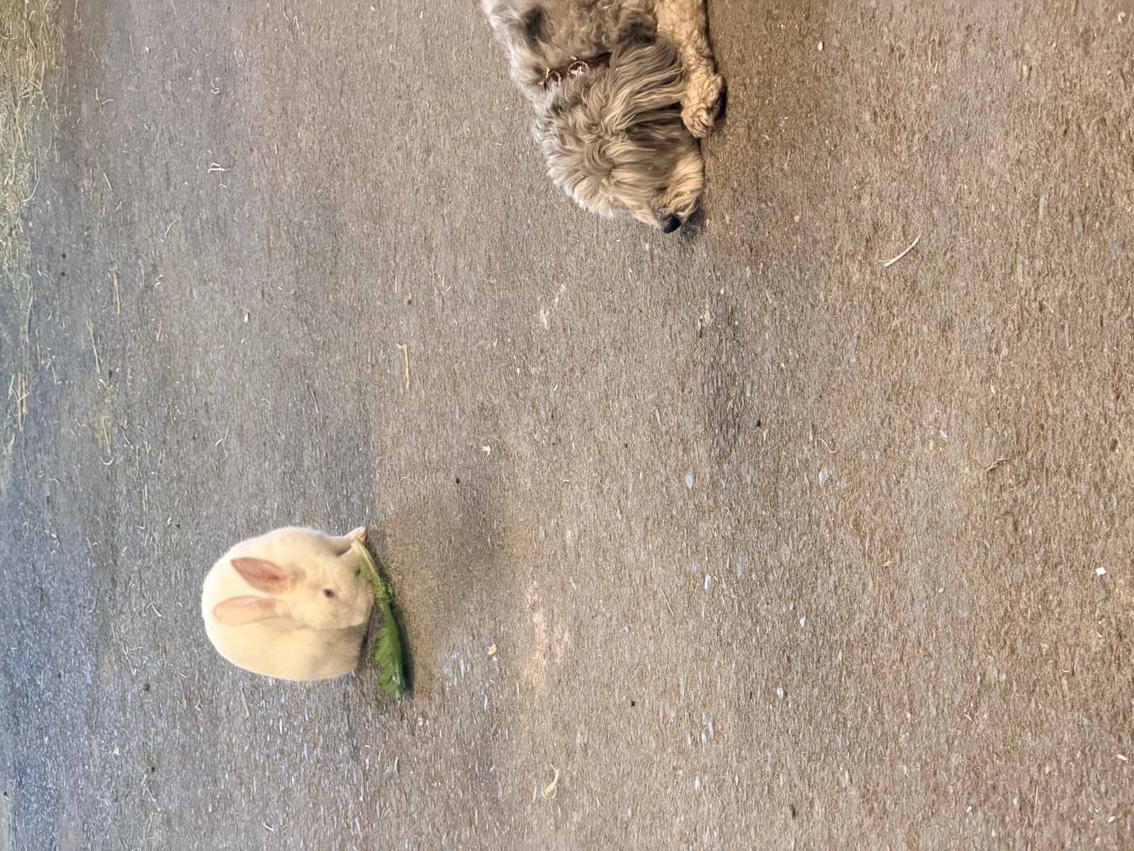 Snowflake, a pure-white rescued bunny